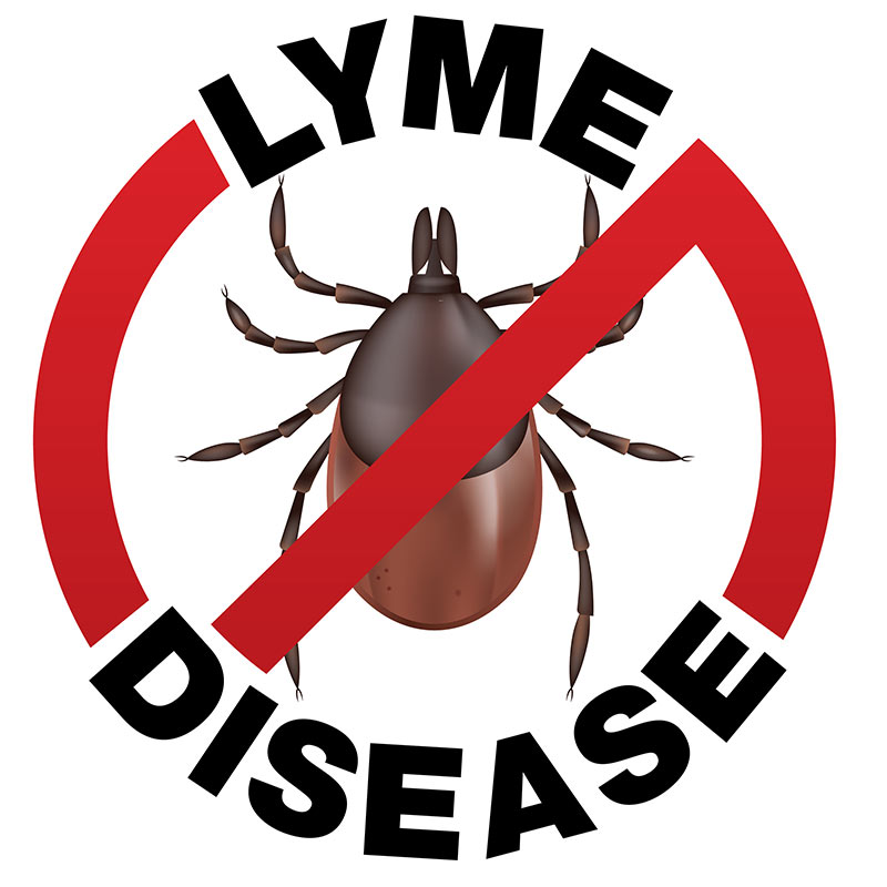 Lyme disease Co infections